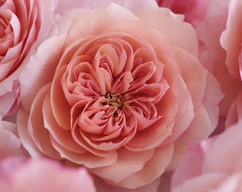Puede incluir: Un grupo de rosas de color rosa pálido con pétalos densos y ondulados. La rosa central está enfocada, mostrando una estructura compleja y superpuesta con un centro de tono melocotón, rodeada por otras flores de rosa parcialmente visibles.