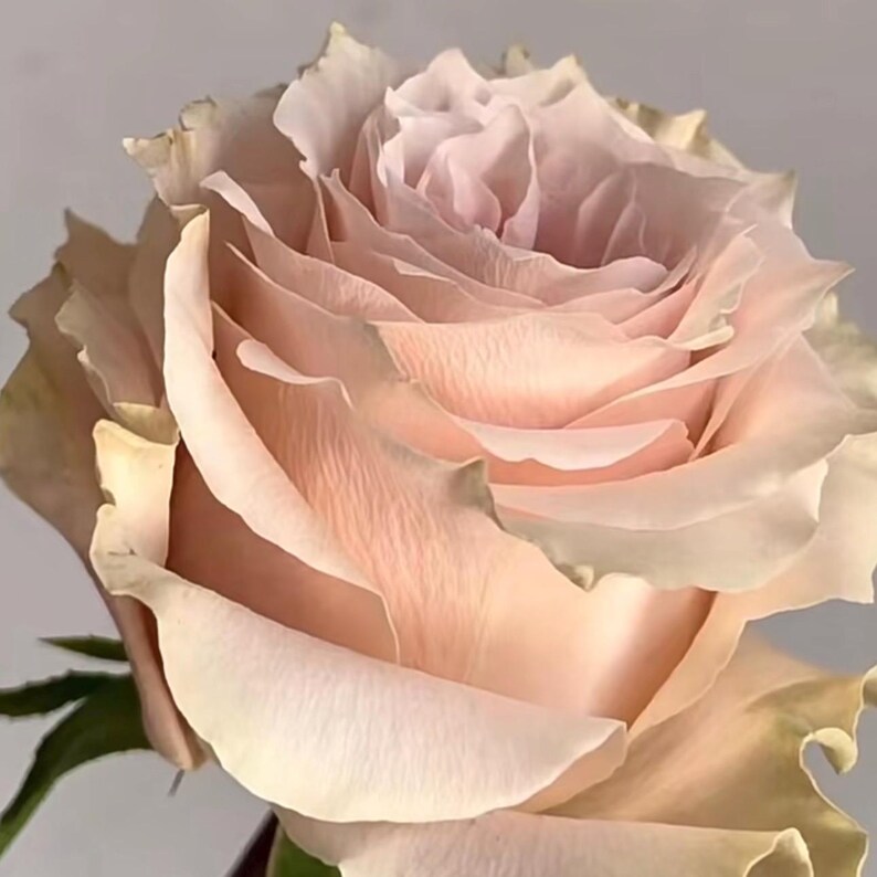 Pink Champagne. 粉香槟 Cut Rose. - Etsy