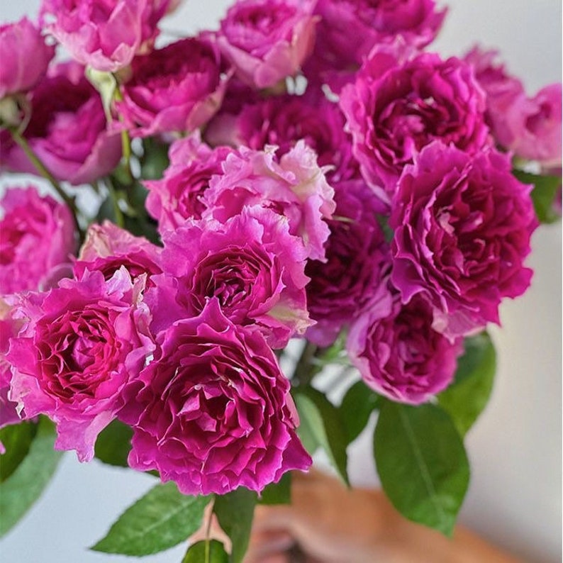 May include: A bouquet of deep pink roses with ruffled petals. The roses are arranged in a cluster, showcasing their vibrant color and delicate texture.