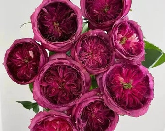 Thierry Marx 蓝莓蛋糕 Repeat Blooming. Heat and Cold Resistance