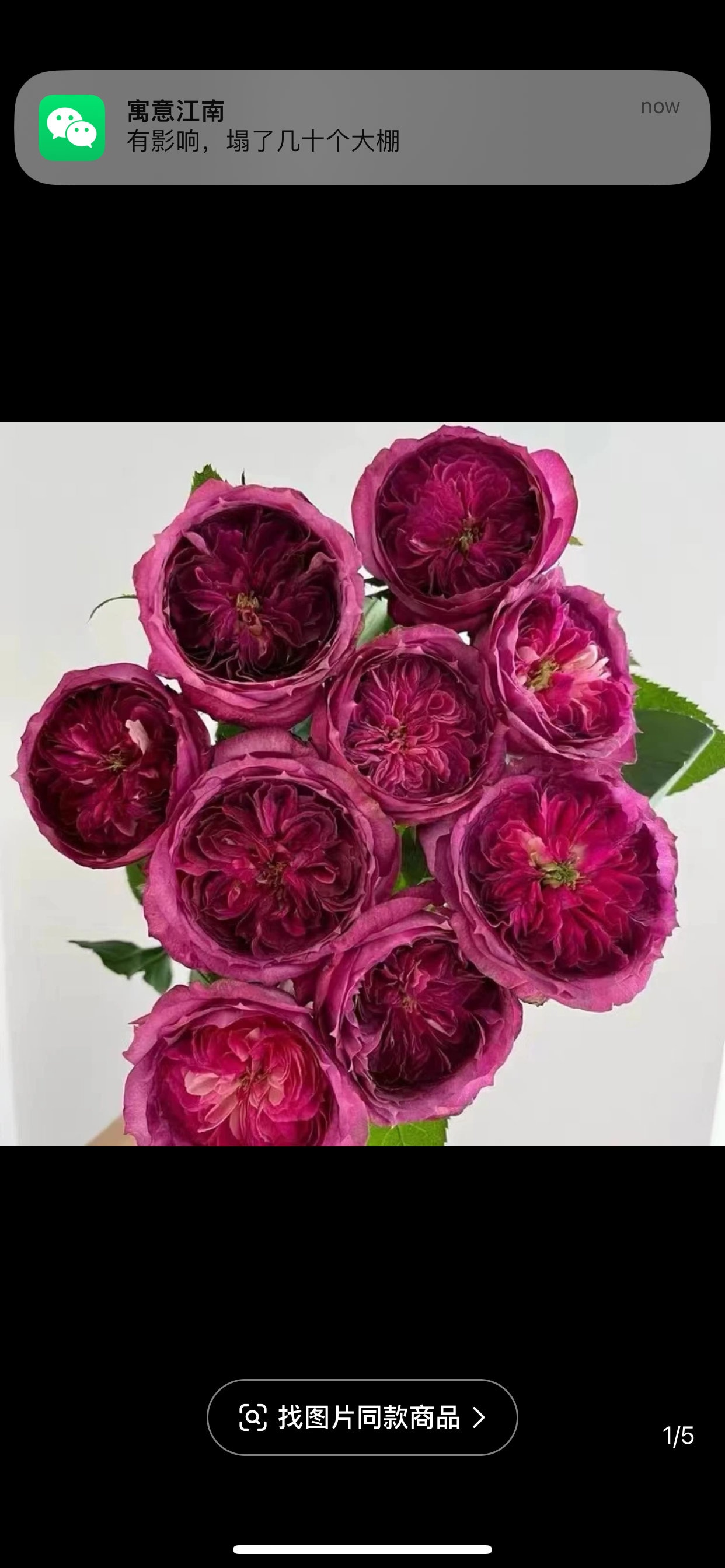 Thierry Marx 蓝莓蛋糕 Repeat Blooming. Heat and Cold Resistance