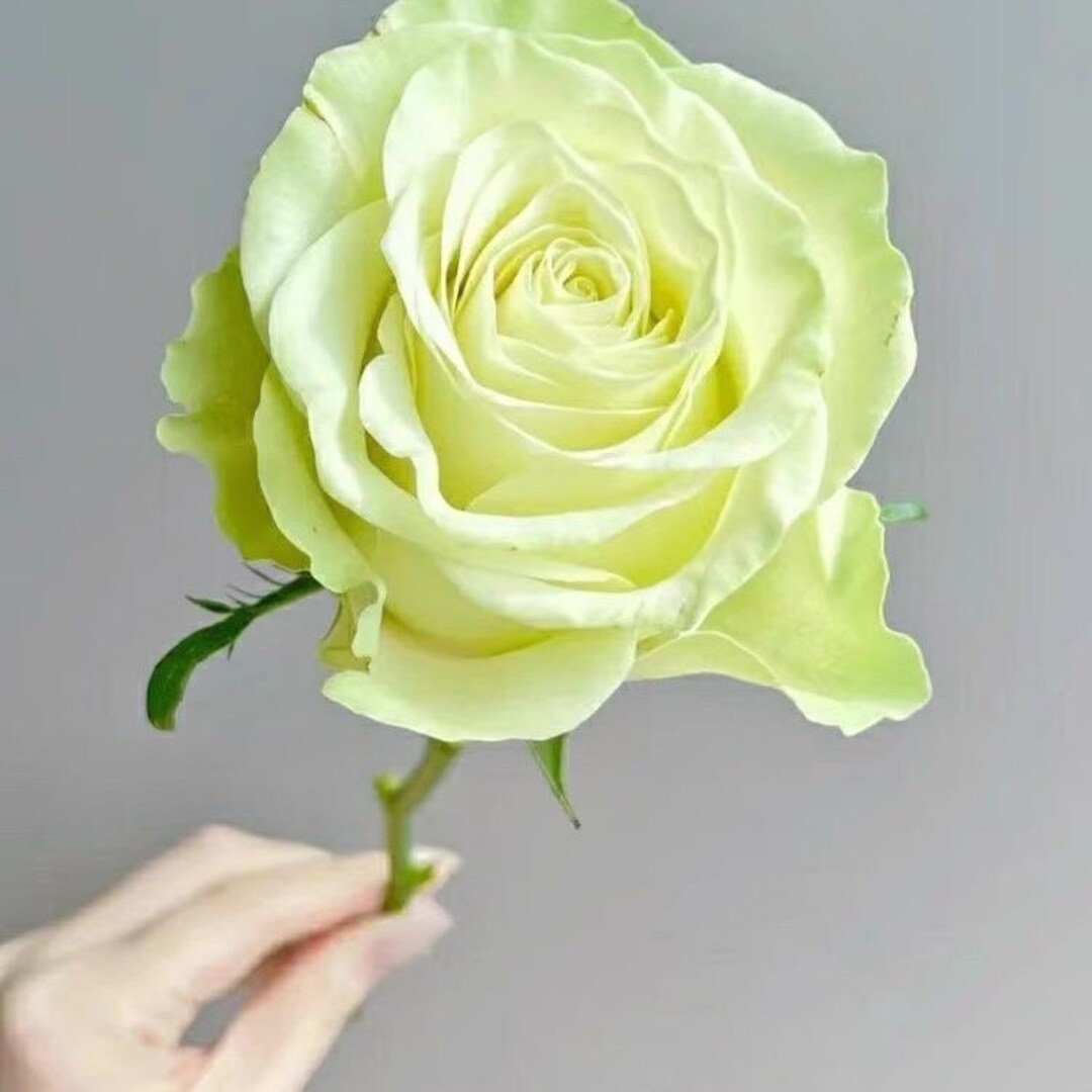 パブロ・ピカソ、Portrait of J. R. with Roses パブロ・ピカソ、Portrait of J. R. with Roses - メルカリ