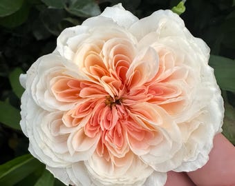 Rose Pinky Pie. 粉红派 - Etsy
