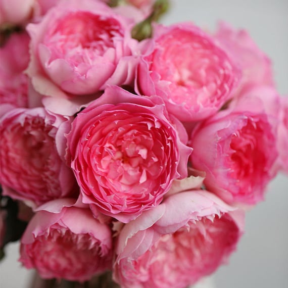 Chinese Rose. Rongrongyue 溶溶月. Free Priority Shipping - Etsy