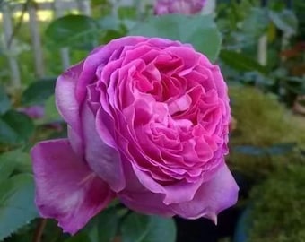 Rose Bernadette Lafont. 博纳蒂特 拉方特 France Rose.