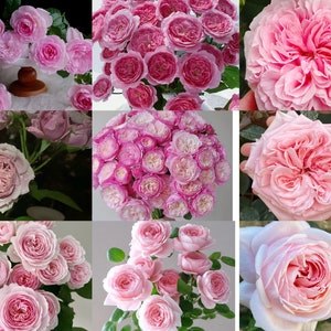 May include: A collection of pink roses in various shades and sizes. The roses are arranged in bouquets and single blooms, showcasing their delicate petals and soft colors.