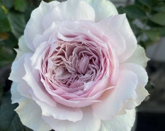 Pode incluir: Uma rosa em plena floração com camadas de pétalas delicadas que transitam de um lavanda pálido e suave no centro para um tom branco-creme nas bordas externas. A flor exibe um arranjo denso e ondulado de pétalas.