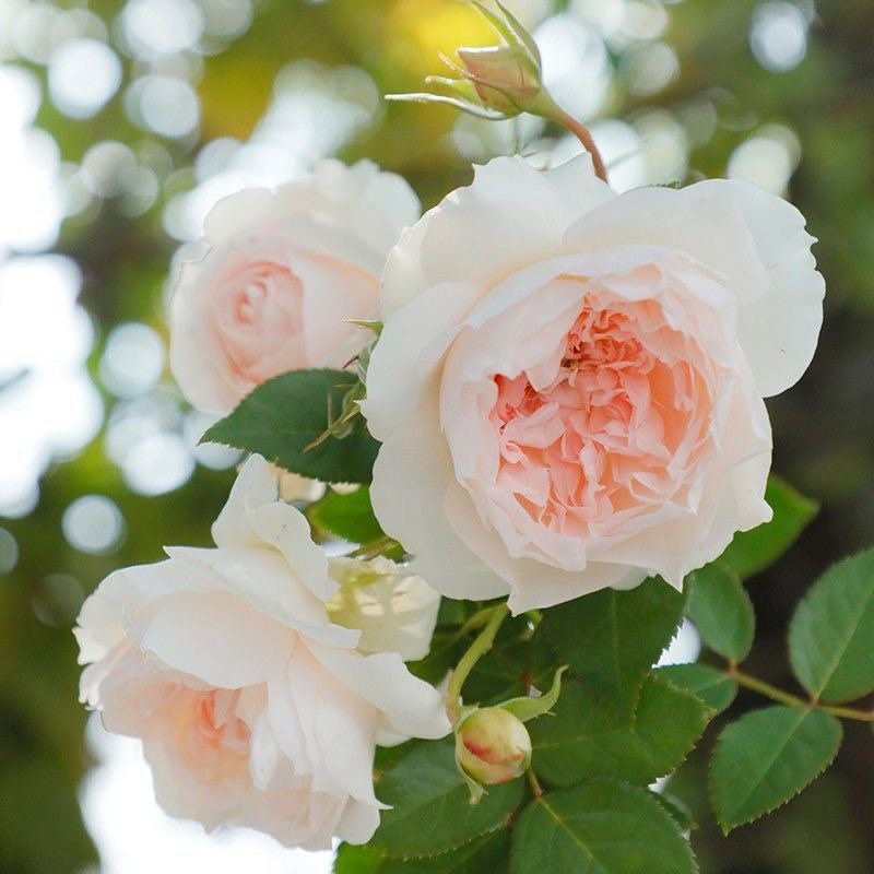 Rare Rose 家书 Jiashu 天狼月季 Continue Blooming. Heat Resistance