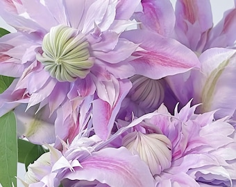 Josephine clematis. 约瑟芬