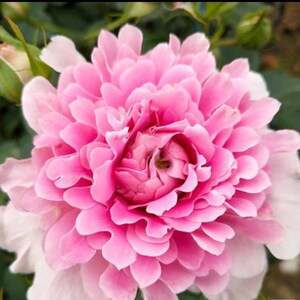 Rose Fancy Ruffl. 梦幻褶边，light Fragrance. Continue Blooming. Special mum look. Changing colors.