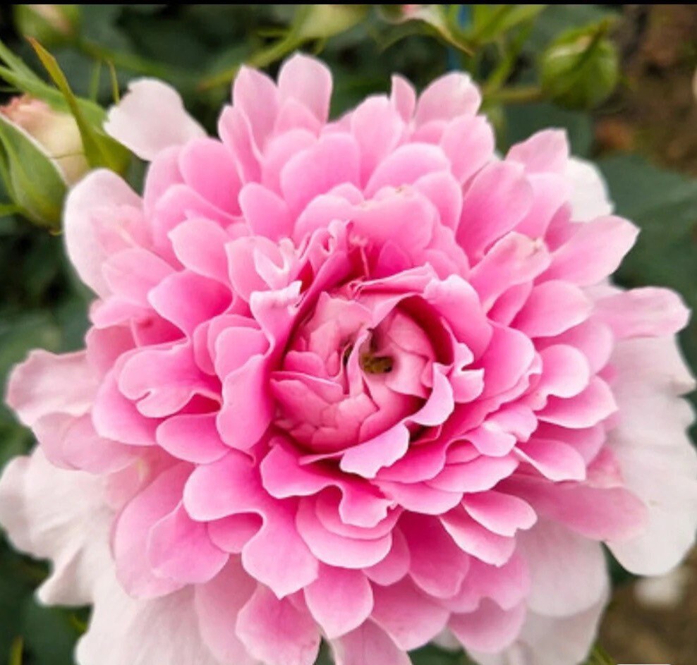Rose Fancy Ruffl. 梦幻褶边，light Fragrance. Continue