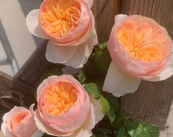 Chinese Julie. Wedding Cut Rose 明宫