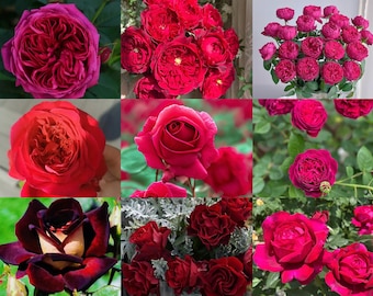 Chinese Julie. Climbing Rose Hanxian 涵仙，cut Rose. highly