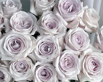 Rose Silver lining.银色衬裙 Cut rose plant. Own root.