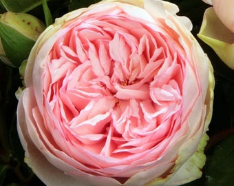 Rose Bridal Piano 新娘钢琴 Piano Rose. Cut Rose