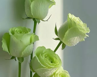 Green mystery rose