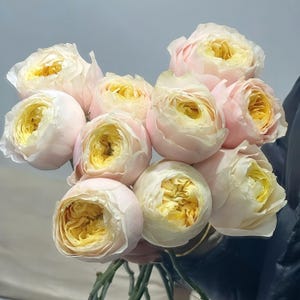 Rose Princess Kishi 科斯公主 - Etsy