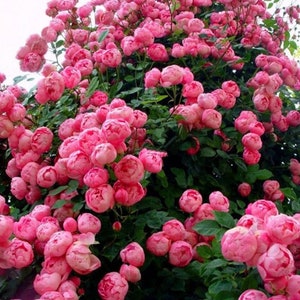 その他 Rose 10 Pink CLIMBING ROSE Rosa Bush Seeds GW92001 - Etsy