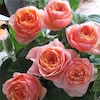 Masora. 真宙 Japanese Rose. Heat Resistance. Disease Resistance. Continue ...