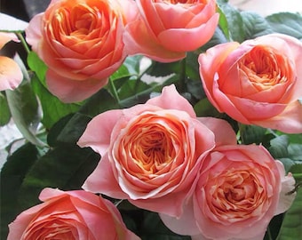 May include: A bouquet of peach-colored roses with a soft, velvety texture. The roses are in full bloom and have a delicate, feminine appearance.