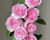 Mon Coeur 我的心モン クゥール Fragrance. Japanese Rose Continue