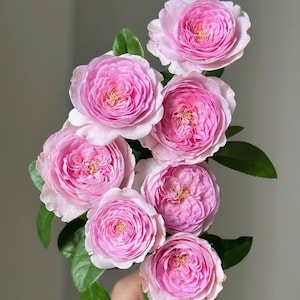 Mon Coeur 我的心モン クゥール Fragrance. Japanese Rose Continue