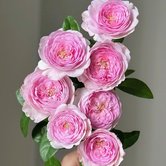 Mon Coeur 我的心モン クゥール Fragrance. Japanese Rose Continue