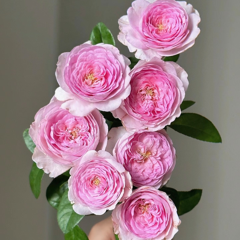 Pu&ograve; includere: Un mazzo di rose rosa con diverse sfumature di rosa. Le rose sono disposte a grappolo, con alcuni fiori rivolti verso la fotocamera e altri rivolti verso l'esterno.