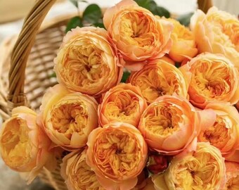 New Chinese Rose. 杏子肥 plump apricot.