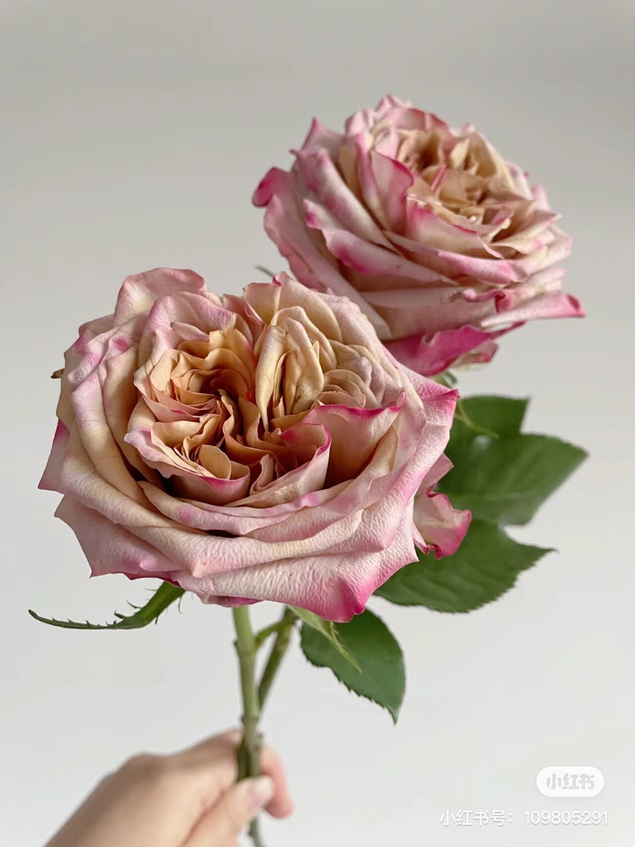Uhuru Roses Rose Pimms. 皮姆斯 Cut Rose. - Etsy