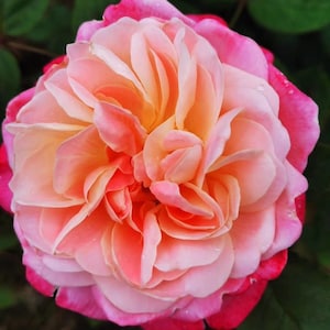 Dream Light.  梦光环 Japanese Rose. Continue Blooming Fragrance Rose. Own root. Shrub Rose.