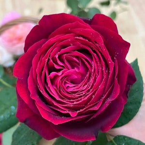 May include: A deep red rose with a velvety texture and tightly packed petals. The rose is in full bloom and has a delicate, dewy appearance.