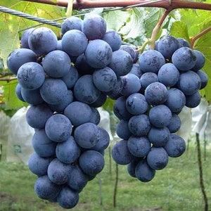 Purple Kyoto Grape plant. Live plant. 巨峰葡萄苗/きょほう. Kyohō grapes plant. Taiwan Japan kyoho. for sale.