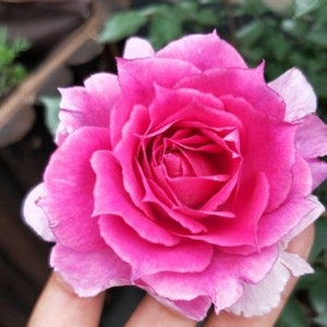 May include: A single pink rose with a white edge, the petals are curled inwards, creating a delicate and romantic look.
