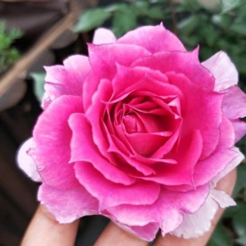 May include: A single pink rose with a white edge, the petals are curled inwards, creating a delicate and romantic look.