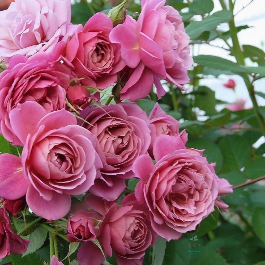 Aoi 葵 Japanese Rose. Flower Machine. Nonstop Blooming. Light Fragrance. Etsy