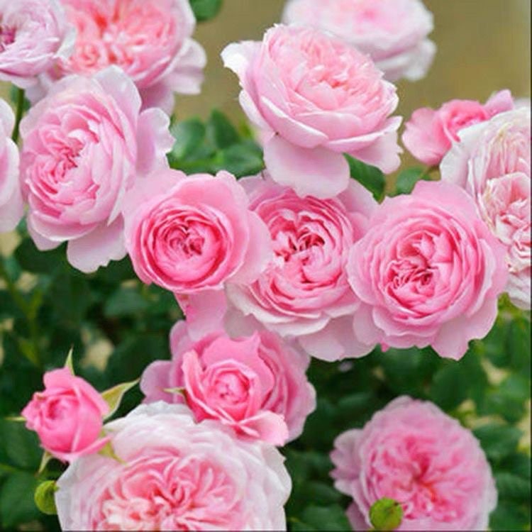 rose pinkのページです♪ Rose 铃之妖精 フェクロシェット Fée Clochette Repeat Blooming