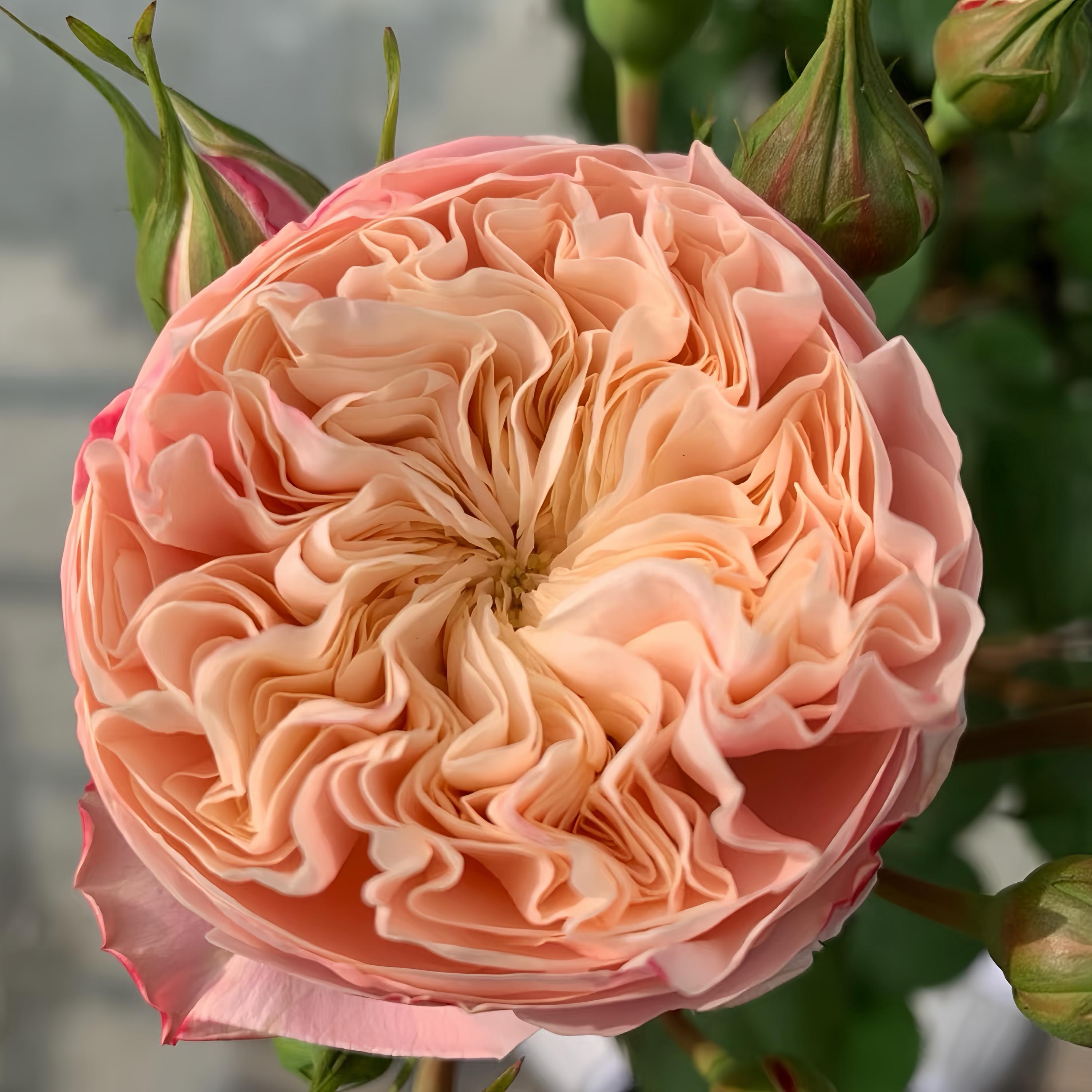 切り花品種バラ苗　レアバラ 　大苗VICTORIAN CLASSI♡ Rose Rose Victoria Classic 维多利亚经典 - Etsy