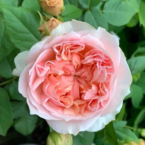 May include: A close-up of a light pink rose with a delicate, ruffled center. The rose is in full bloom and has a soft, pastel color.