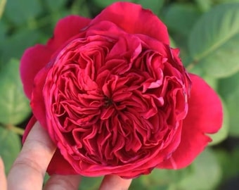 Mon Coeur 我的心モン クゥール Fragrance. Japanese Rose Continue