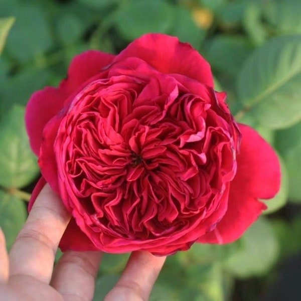 Rose Rouge Royale 皇家胭脂 Meiland Rose. Free priority shipping.