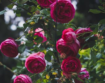 Pink Eden Rose/pretty Pink. 深粉龙沙宝石. Big climbing Rose. Fast grow. Very big plant.