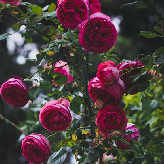 Pink Eden Rose/pretty Pink. 深粉龙沙宝石. Big climbing Rose. Fast