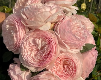 Hiyori Rose. 日和. Japanese Rose. pretty flower. Continue Blooming.