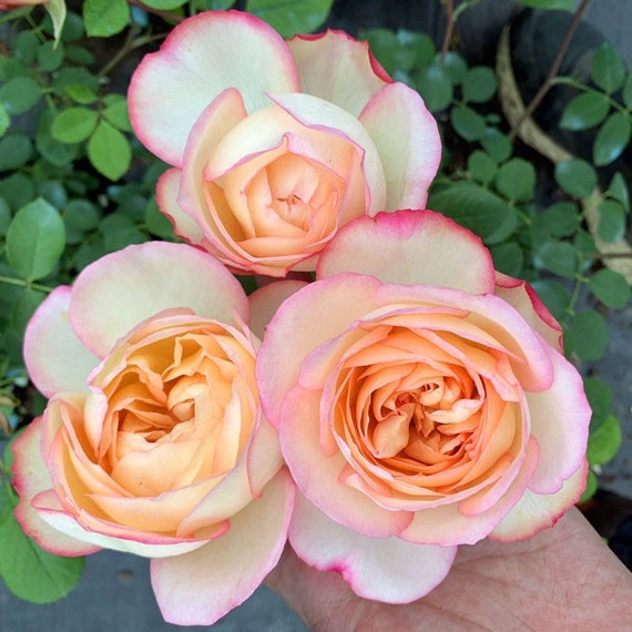 Strong rose perfume sales