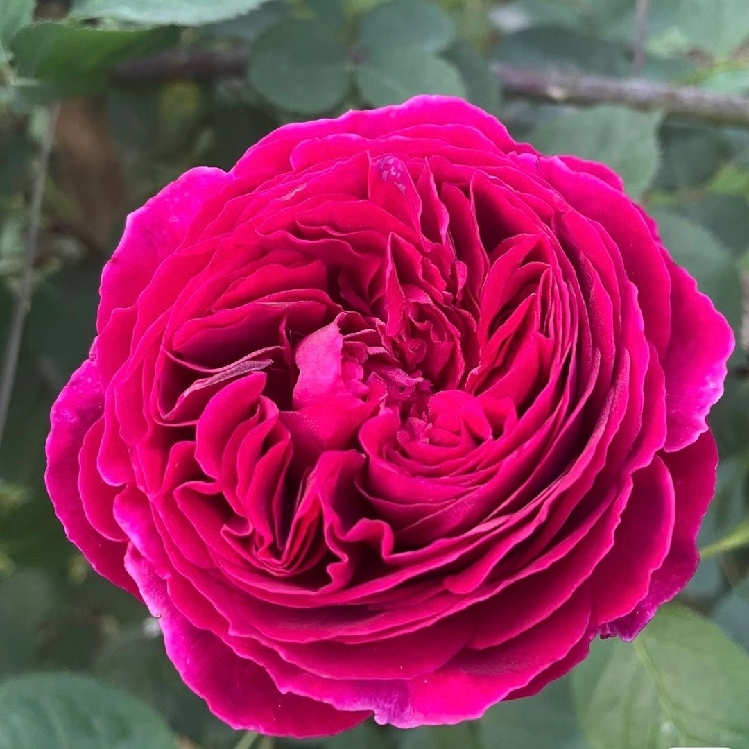 Chartreuse De Parme 帕尔马修道院 - Etsy