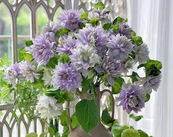 Ruriokoshi clematis. 琉璃