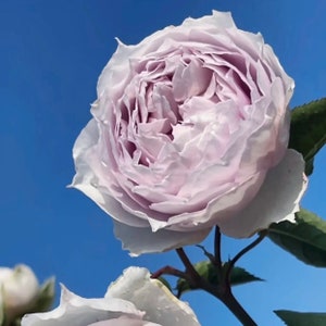 K&ouml;nnte beinhalten: Eine blass lavendelfarbene Rose mit vielen ger&uuml;schten Bl&uuml;tenbl&auml;ttern in voller Bl&uuml;te vor einem klaren, hellblauen Himmel. Die Blume hat eine dichte, geschichtete Mitte mit helleren R&auml;ndern und dunkelgr&uuml;ne Bl&auml;tter am Stiel unter der Bl&uuml;te.