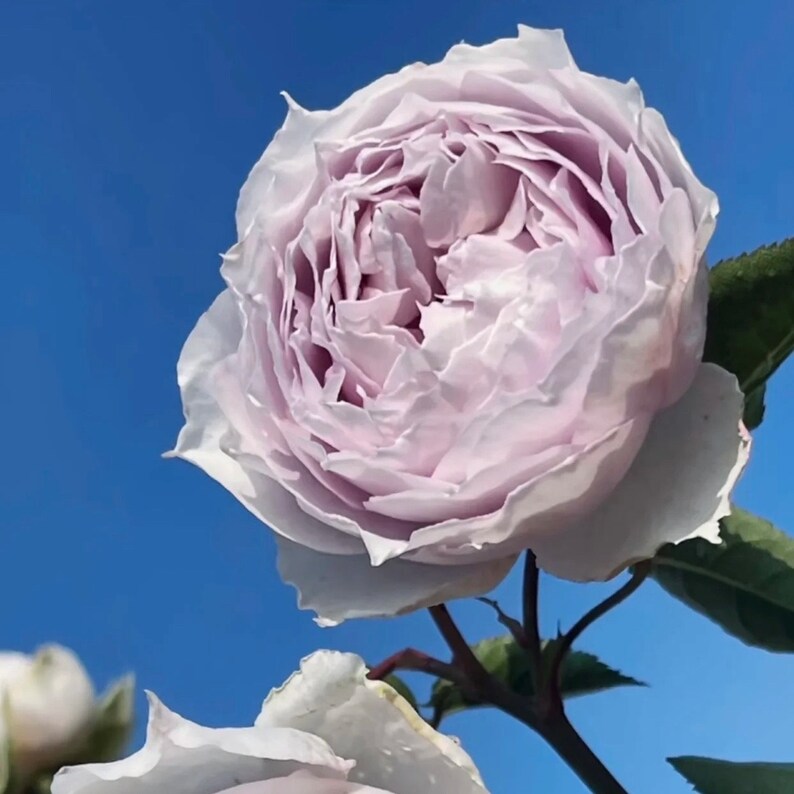 K&ouml;nnte beinhalten: Eine blass lavendelfarbene Rose mit vielen ger&uuml;schten Bl&uuml;tenbl&auml;ttern in voller Bl&uuml;te vor einem klaren, hellblauen Himmel. Die Blume hat eine dichte, geschichtete Mitte mit helleren R&auml;ndern und dunkelgr&uuml;ne Bl&auml;tter am Stiel unter der Bl&uuml;te.