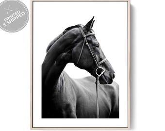 Black Horse Profile Photography Print Elegant Equestrian Wall Art, Black and White Fine Art Decor, Modern Minimalist Horse Lover Gift